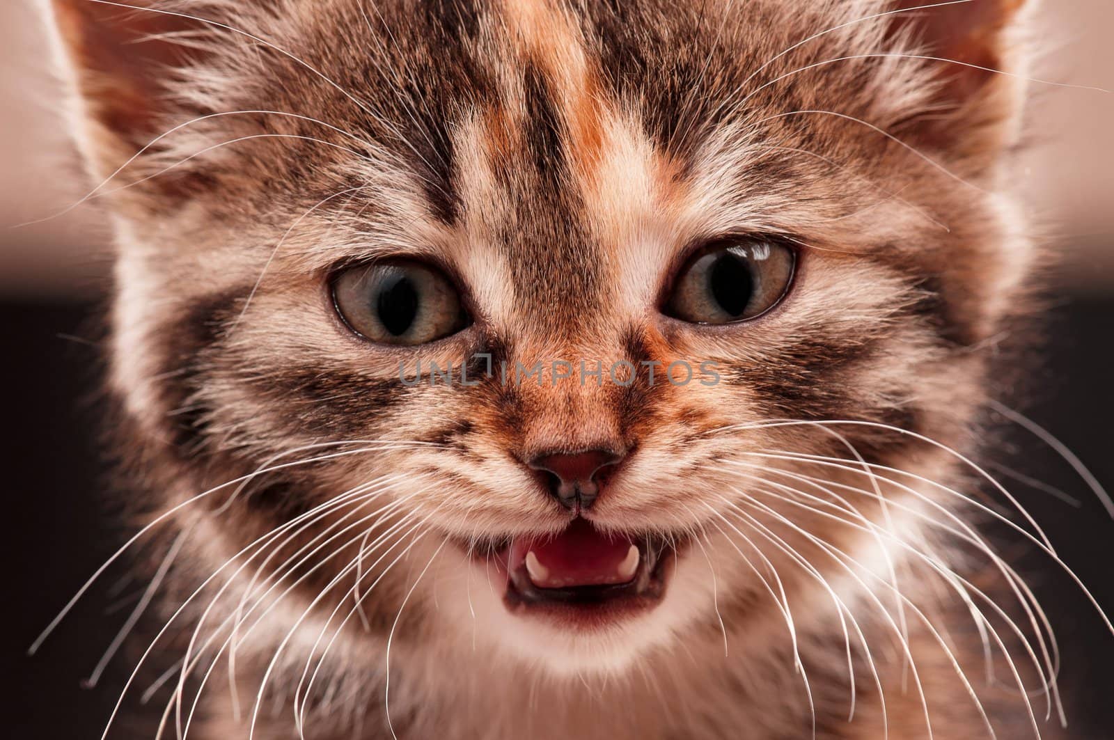 Portrait of cute little kitten on grey background