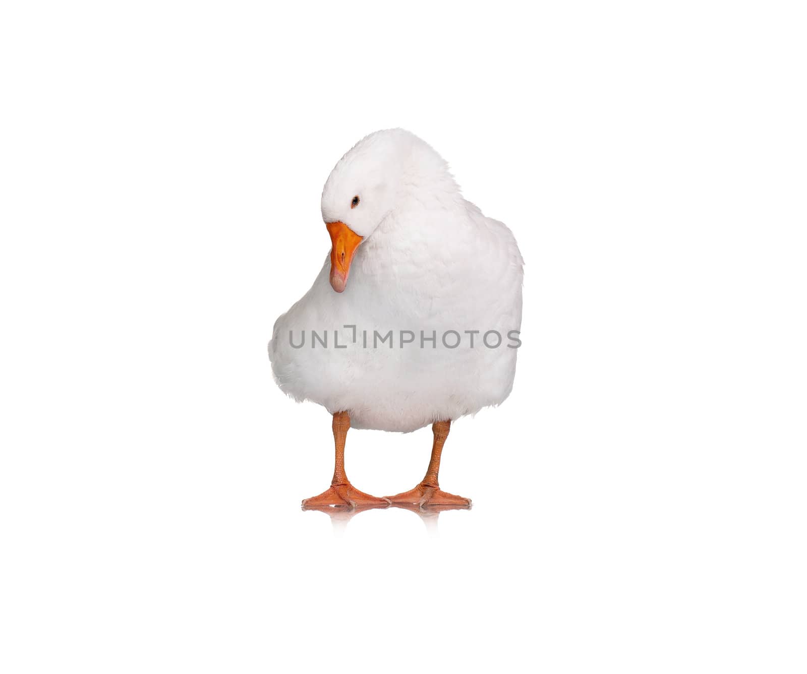 White domestic goose isolated on white background