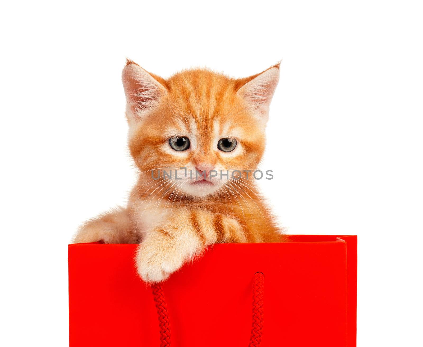 Cute little red kitten in a shopping bag isolated on white background