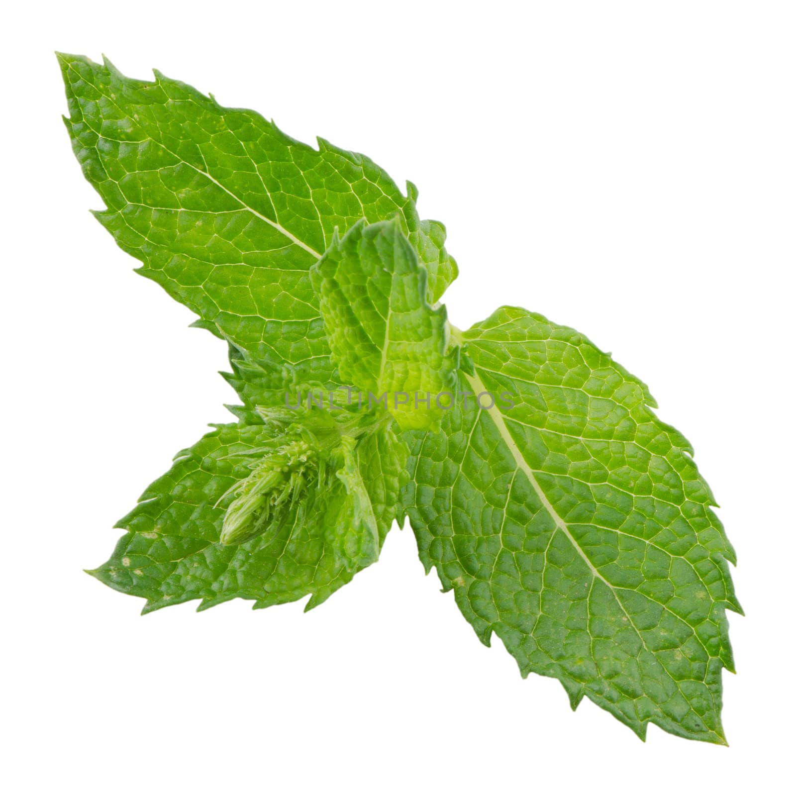 Fresh mint leaves isolated on white background.