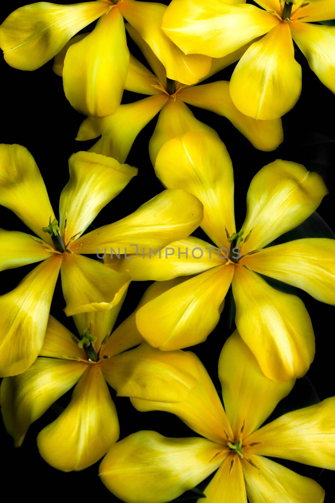 Unique Yellow Pond Lilies by wolterk