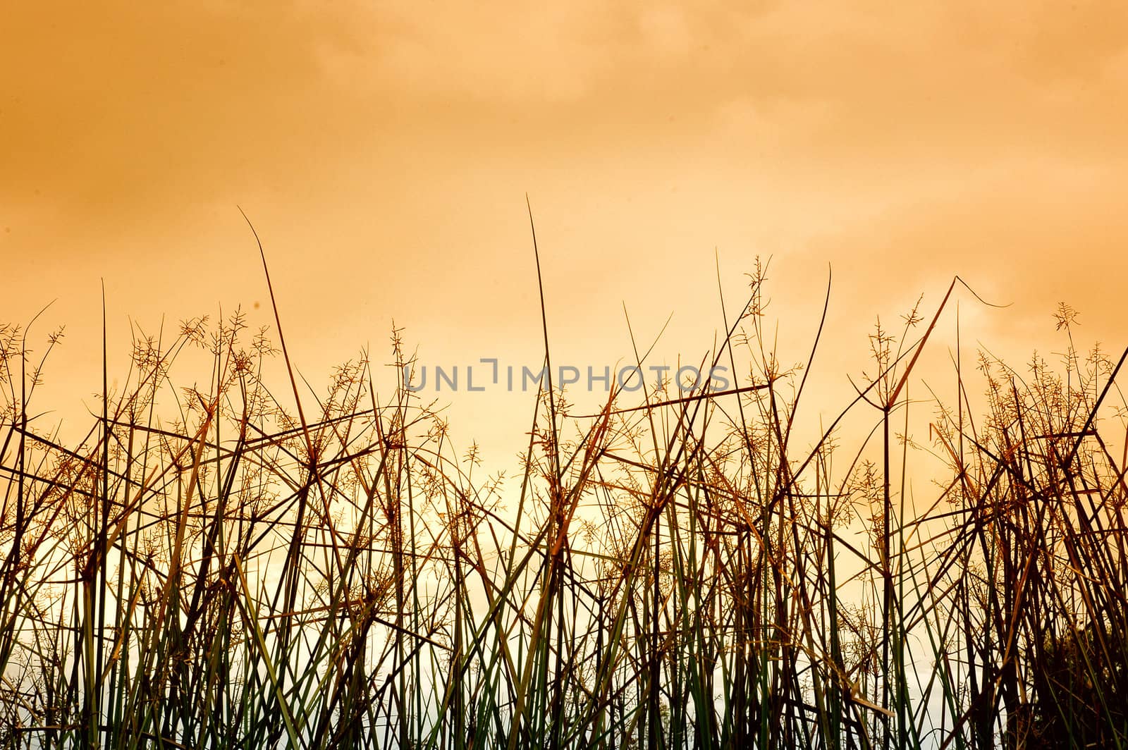 desert grass by antonihalim