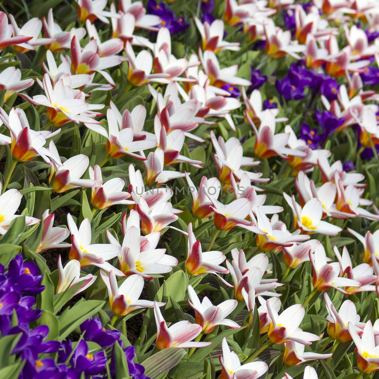 Beautiful flowers in Keukenhof Garden