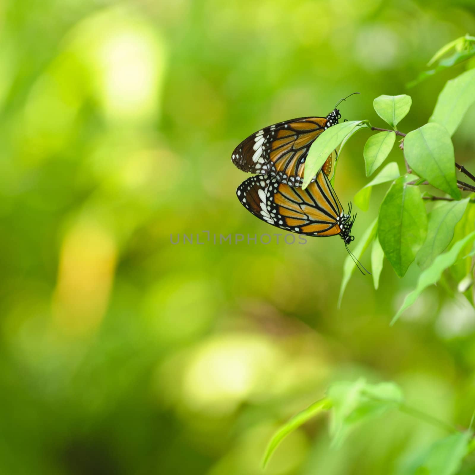 Breeding butterflies