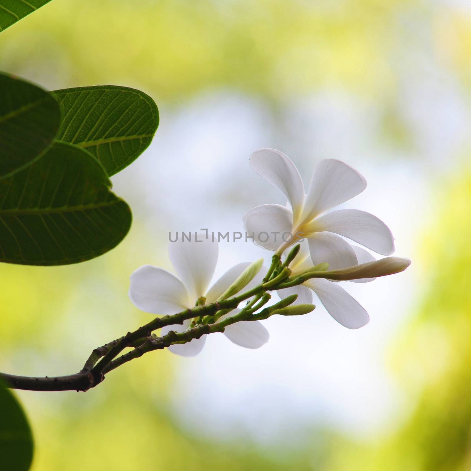 Frangipani flowers by antpkr