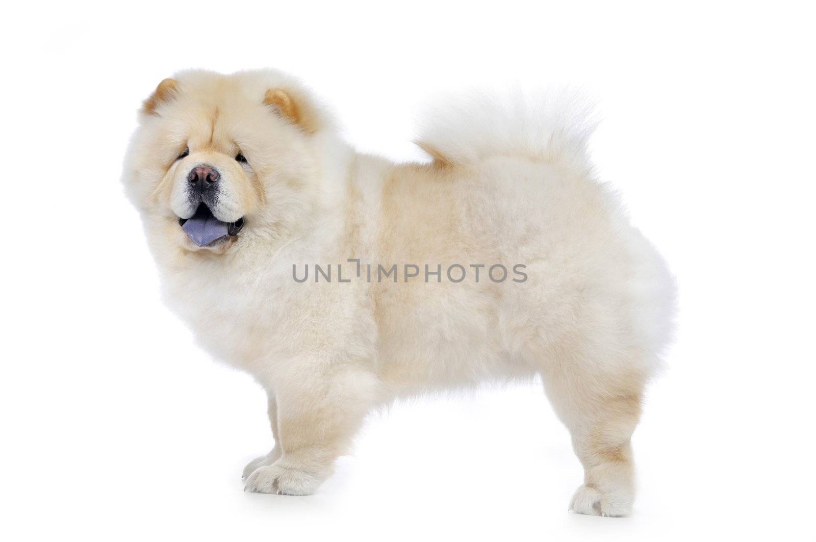 White Chow-Chow in studio on white background