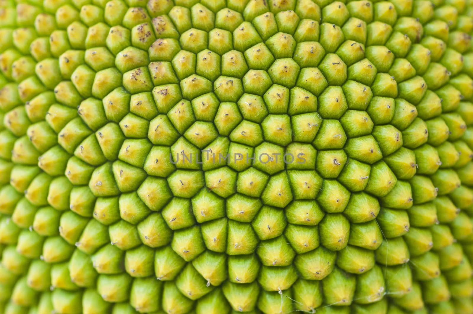 Texture of a Jack fruit's outer skin