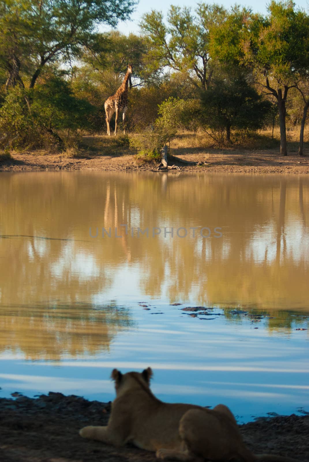 Lion watching giraffe by edan