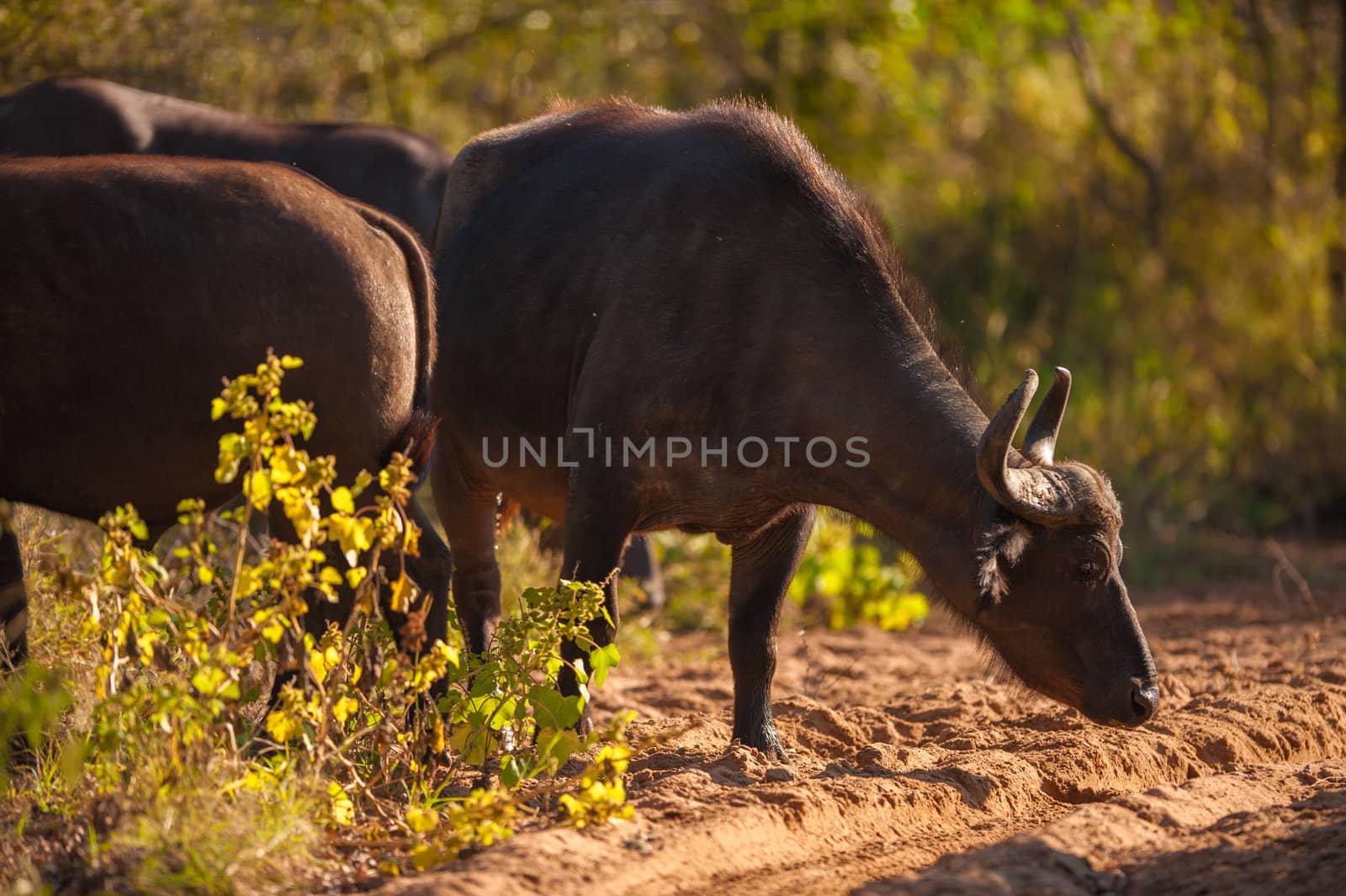 Cape buffalo (Syncerus caffer) by edan