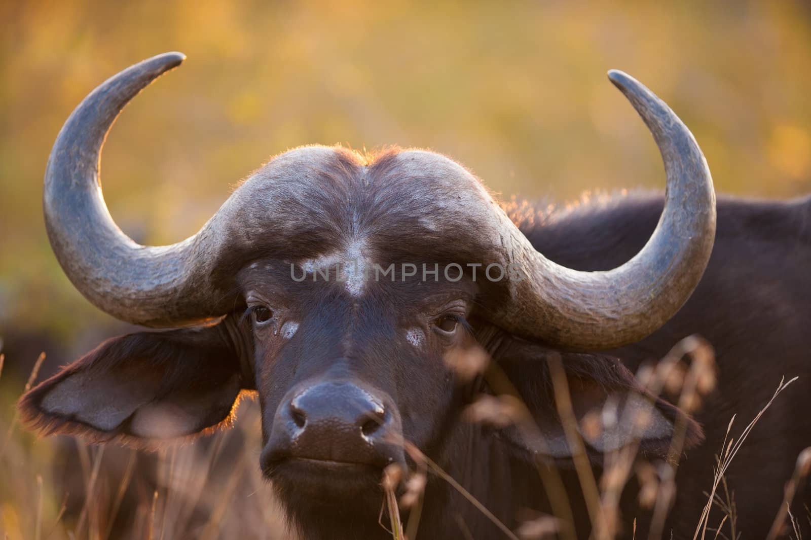 African buffalo by edan