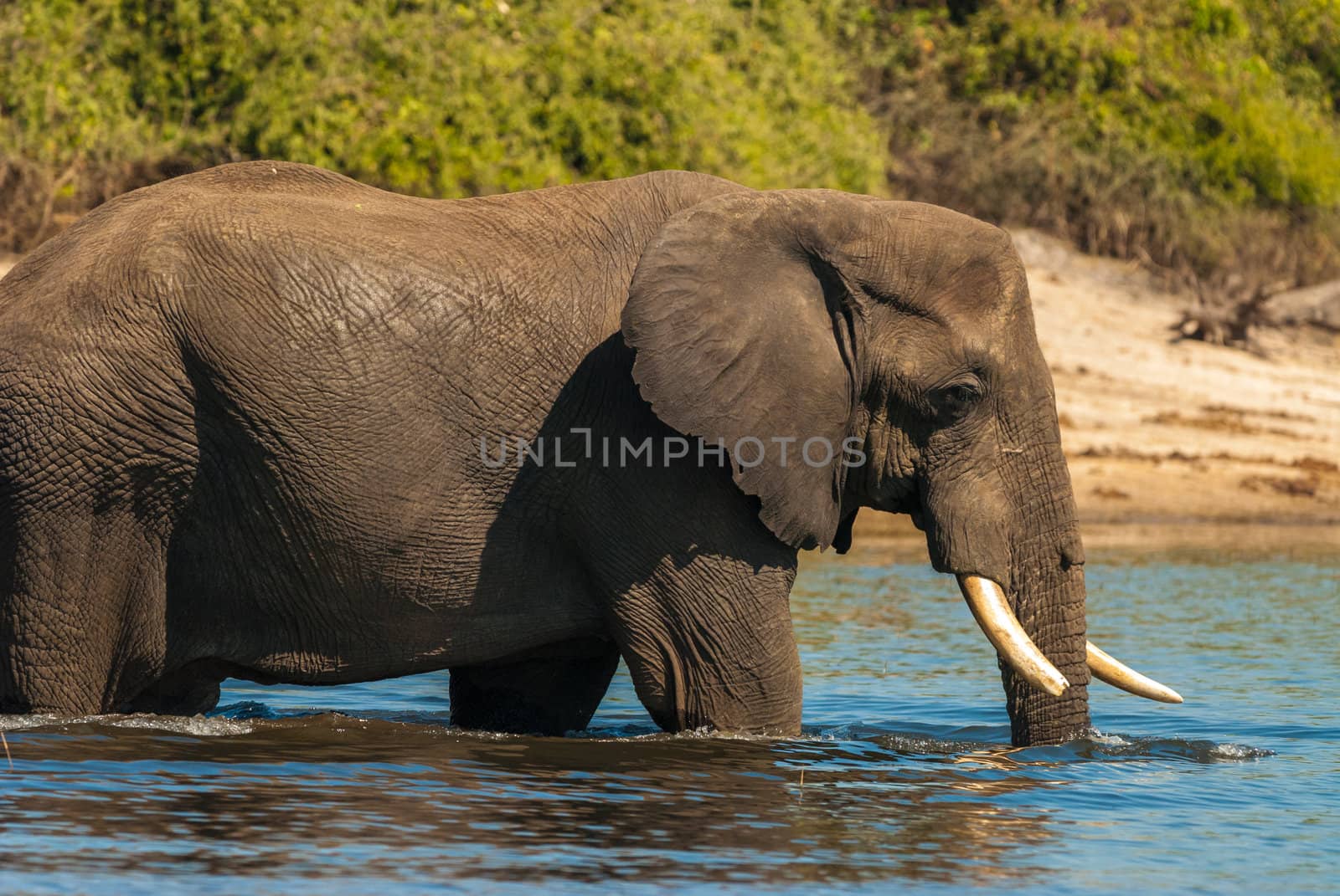 African bush elephant crossing river by edan