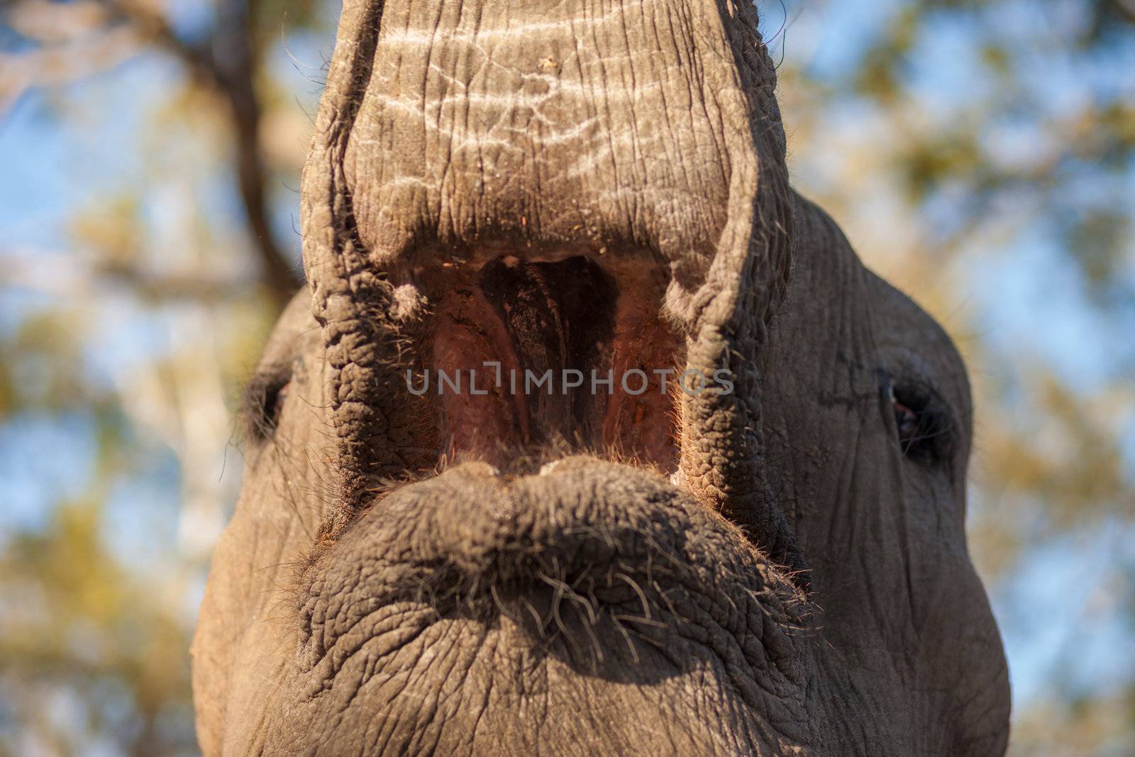 Inside the mouth of an African bush elephant