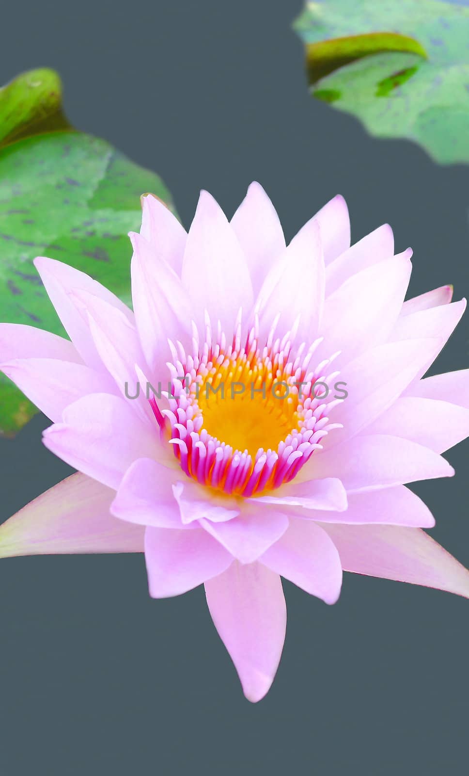 Close up of a pink water lily bloom in a pond