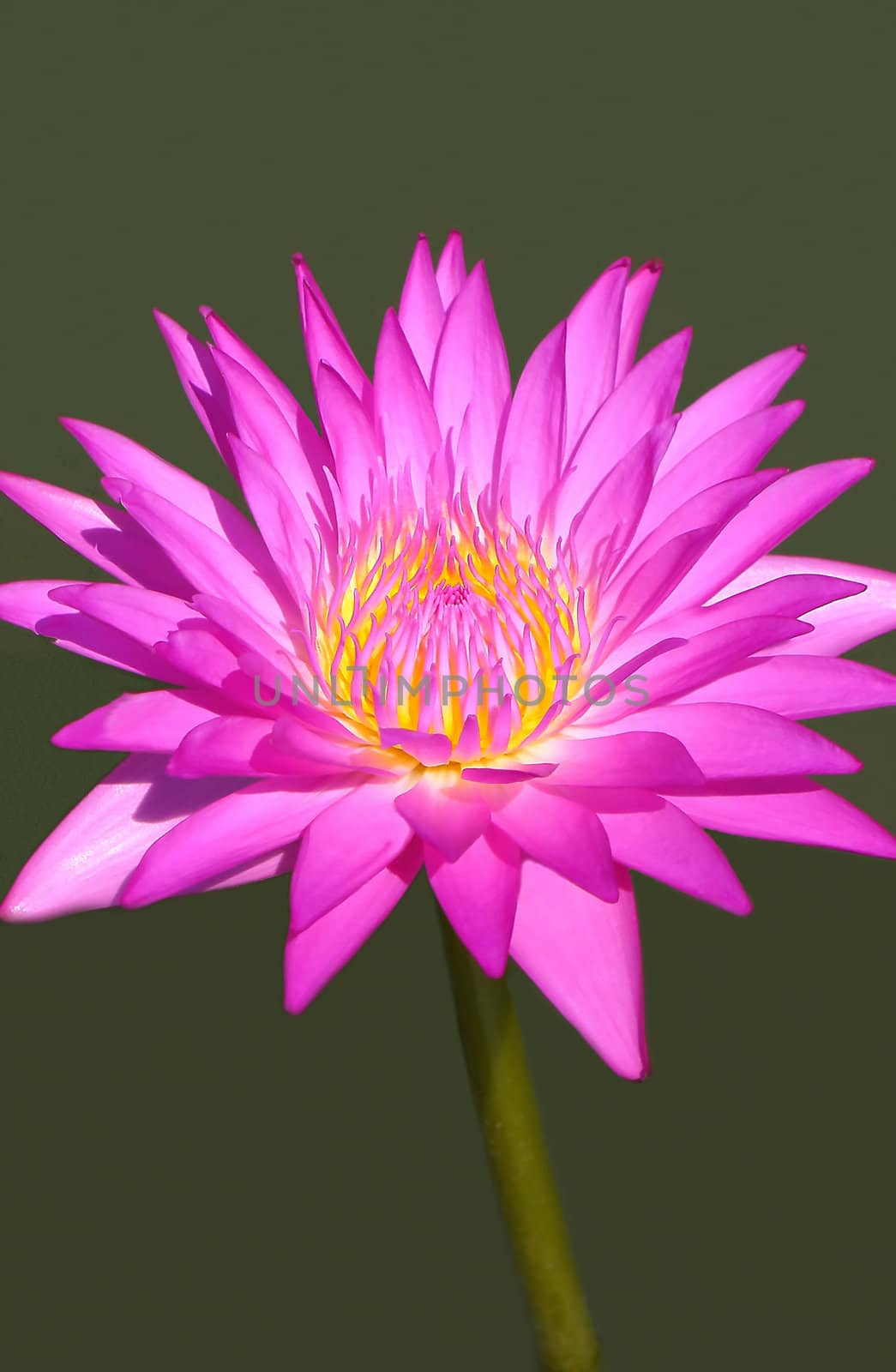 Close up of a pink lotus bloom white smooth background