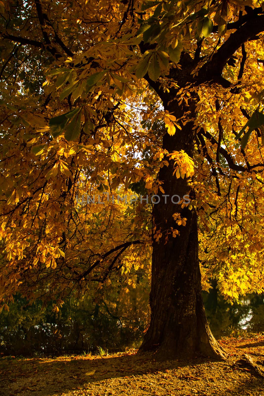 One beautiful tree in the autumn landscape