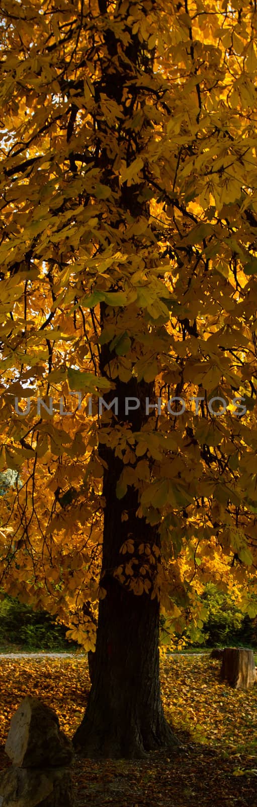 One beautiful tree in the autumn landscape