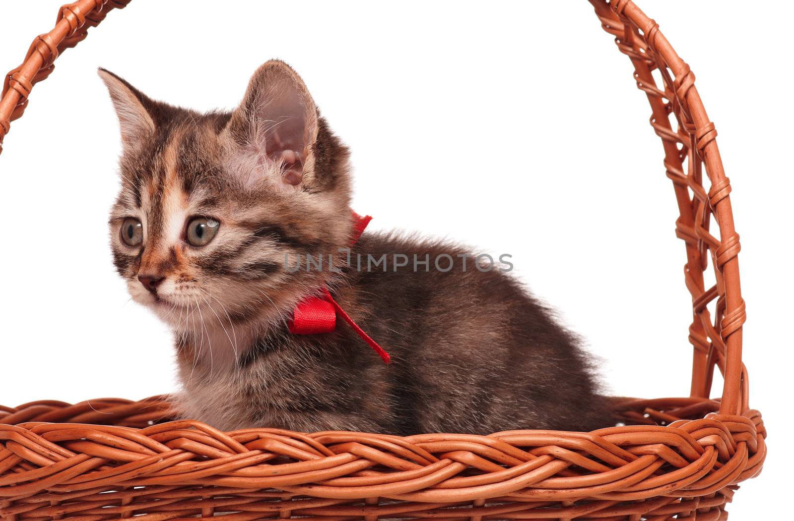 Cute little kitten in a wicker basket isolated on white background