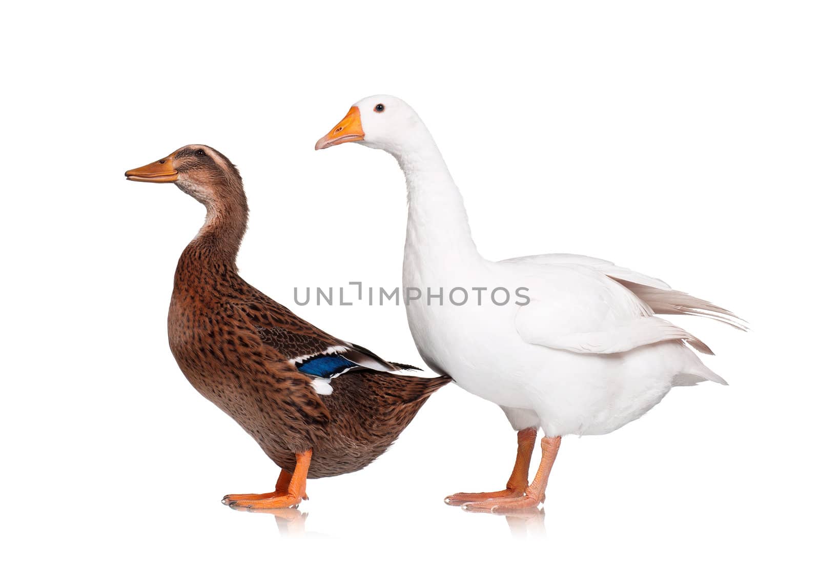 White domestic goose and duck isolated on white background