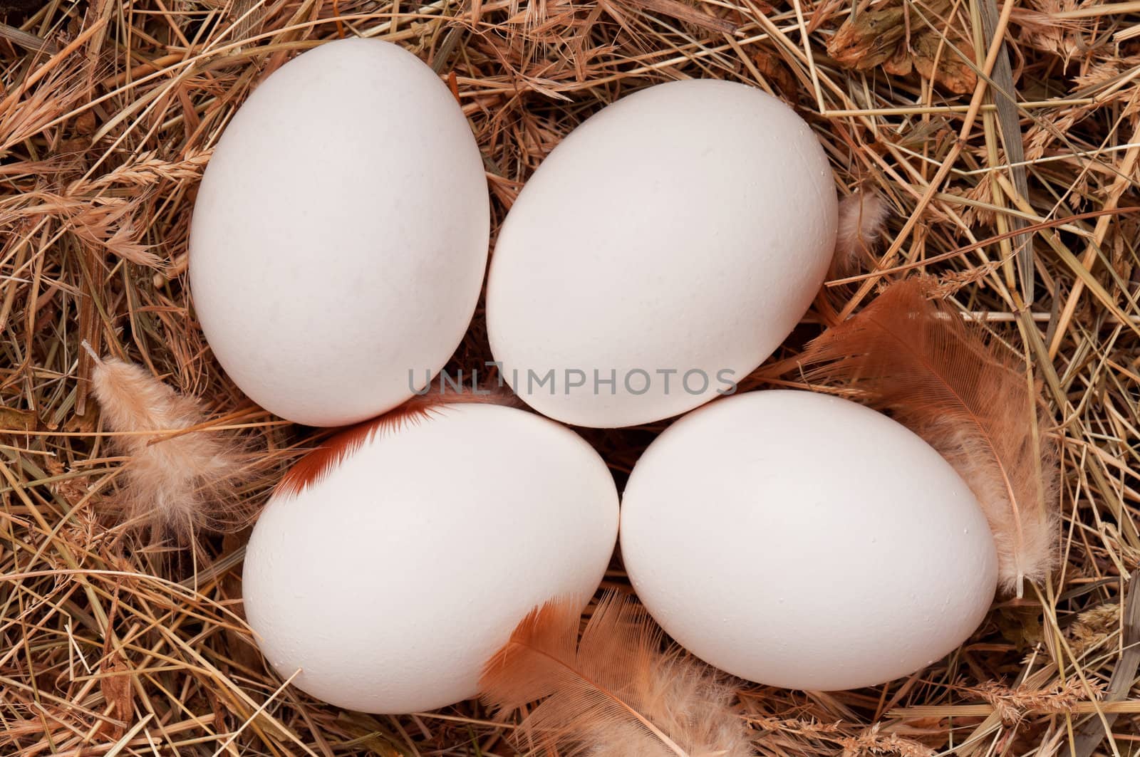 Eggs in nest by fotostok_pdv