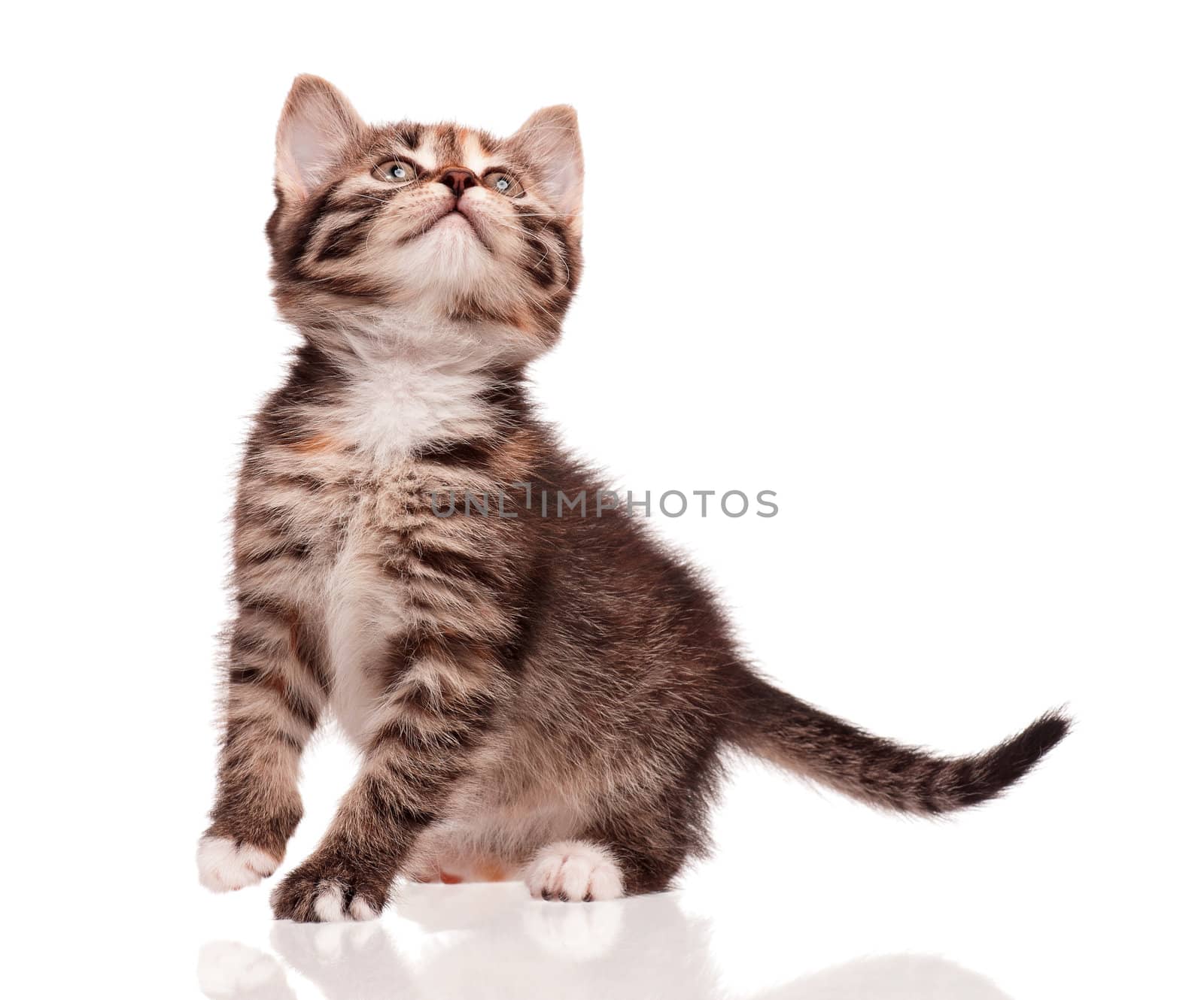 Cute little kitten isolated on white background