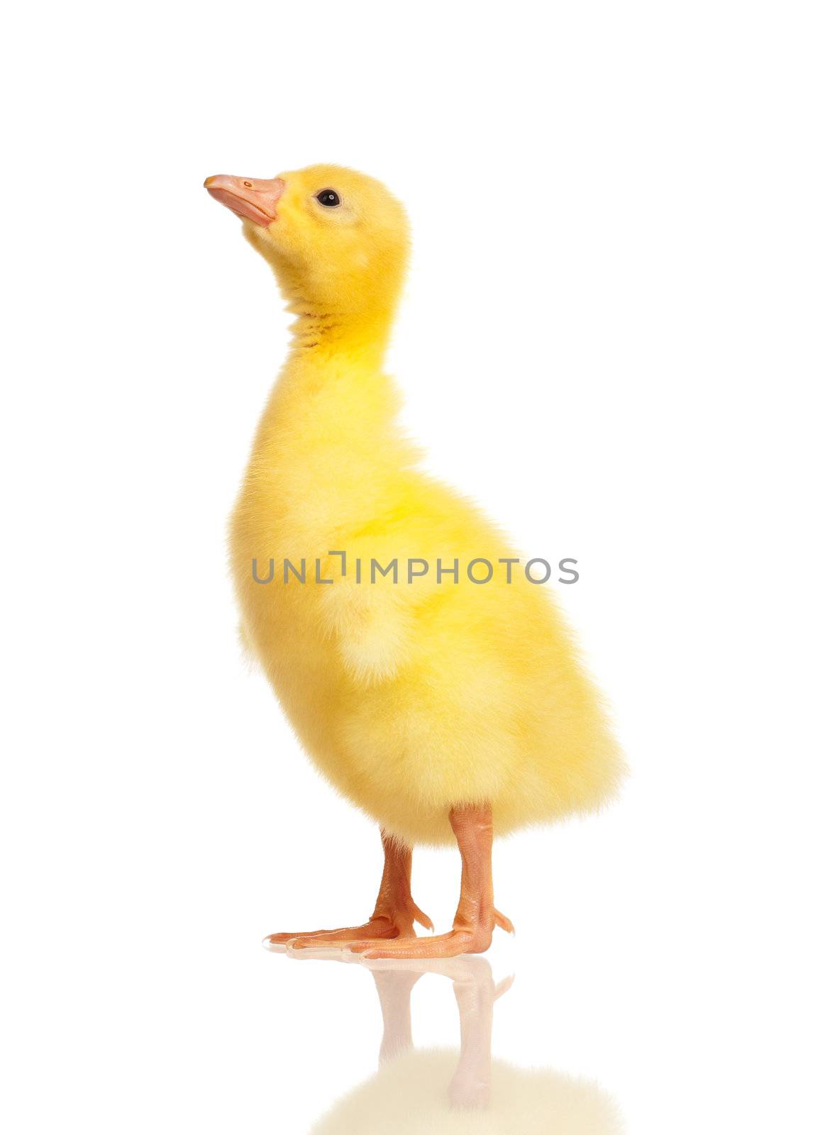 Cute domestic gosling isolated on white background