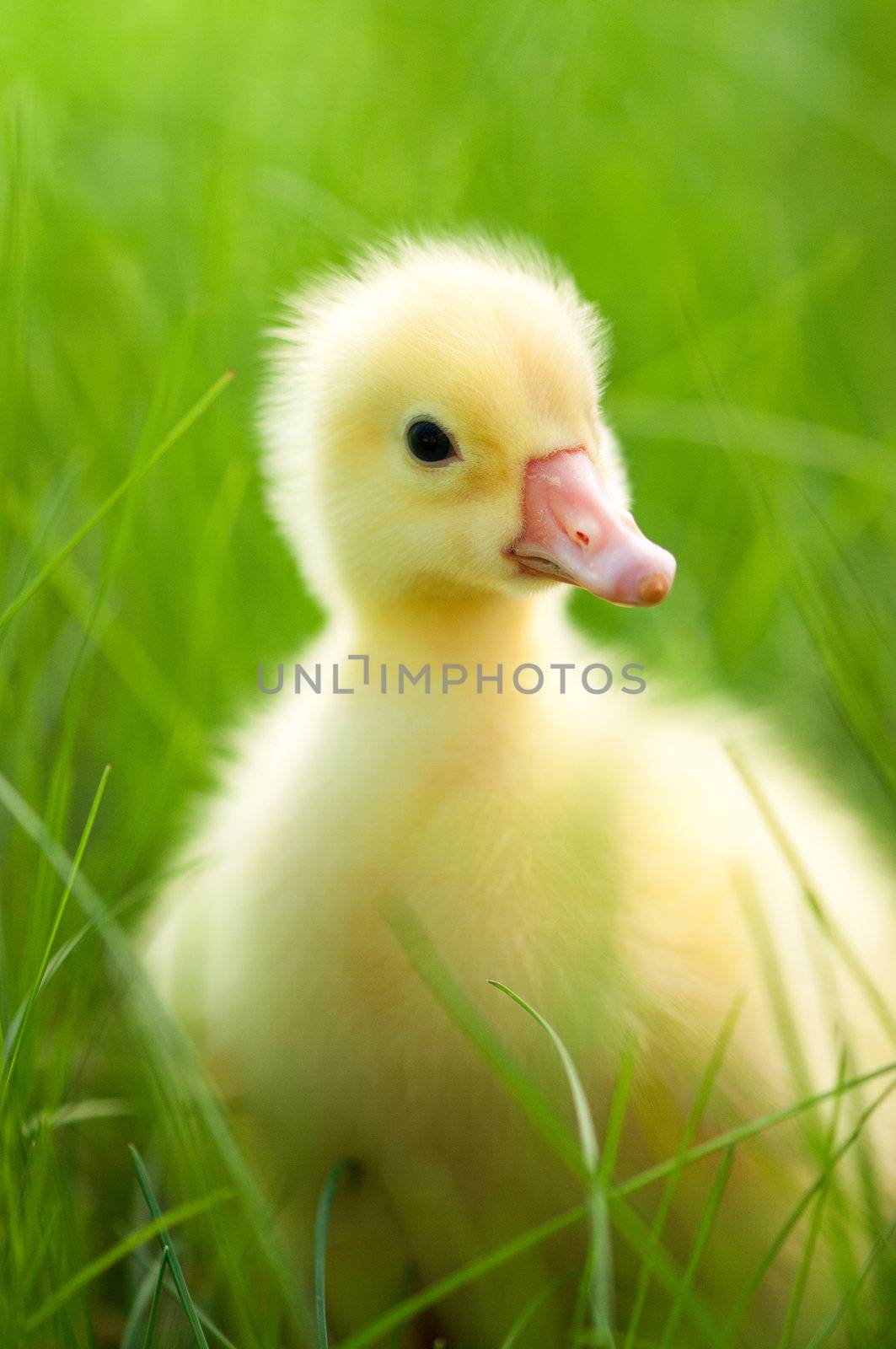 Domestic gosling by fotostok_pdv