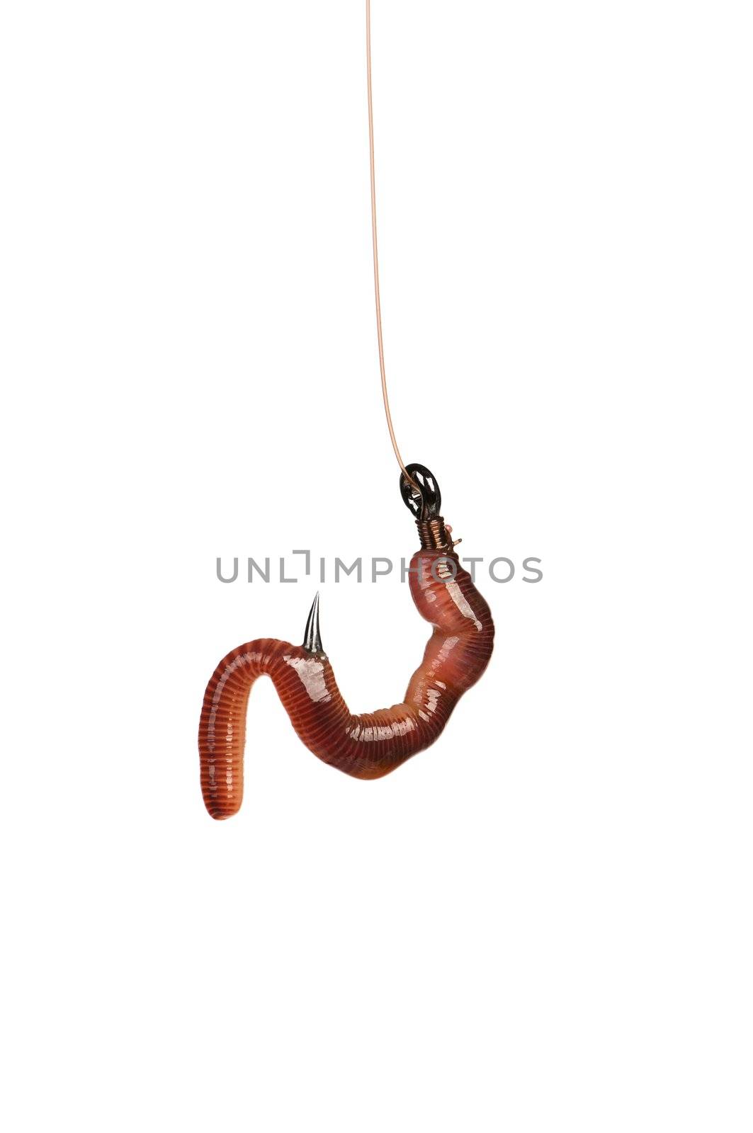 Fish hook with worm isolated on white background