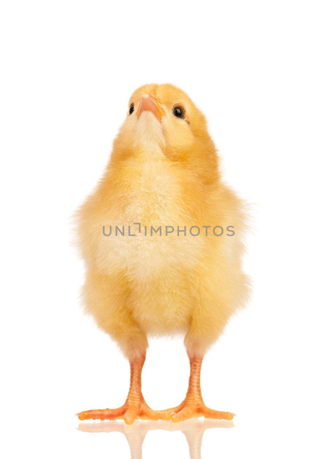 Cute little chicken isolated on white background