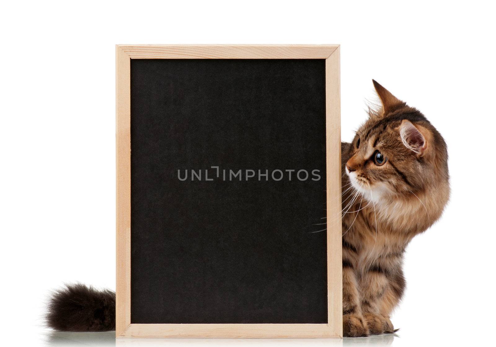 Cat with blackboard by fotostok_pdv