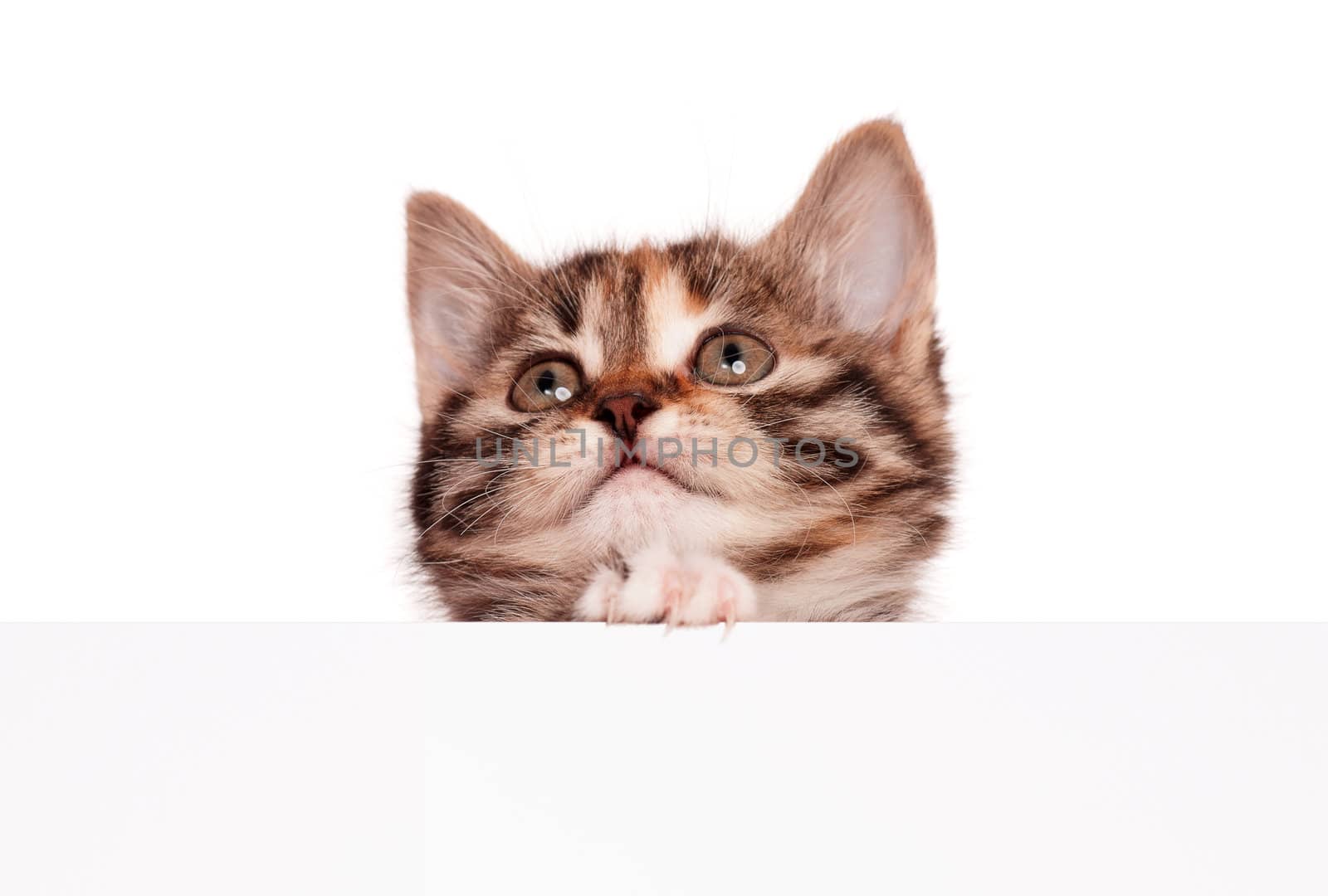 Pretty kitten with empty board isolated on white background