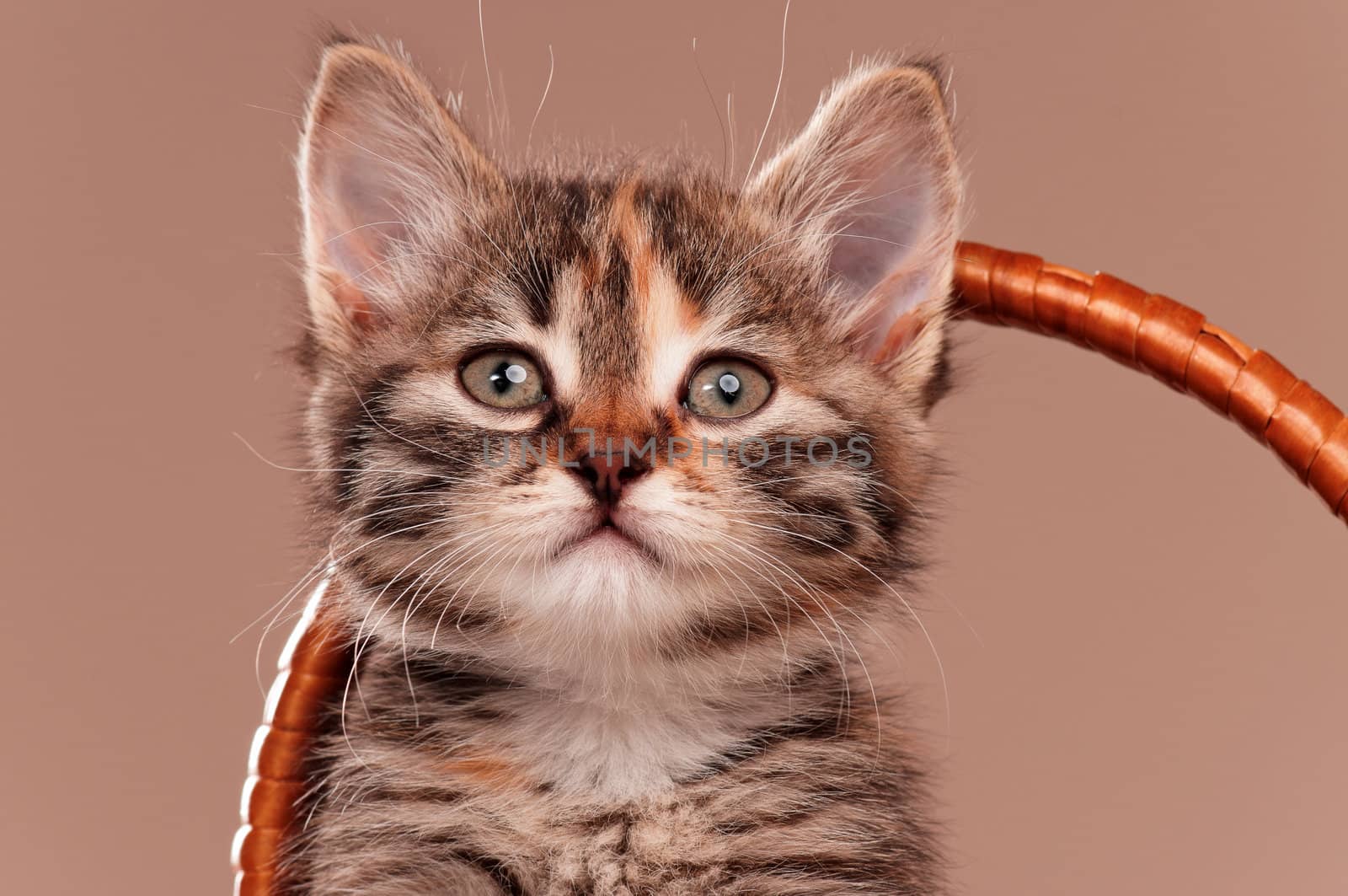 Cute little kitten in a wicker basket on grey background