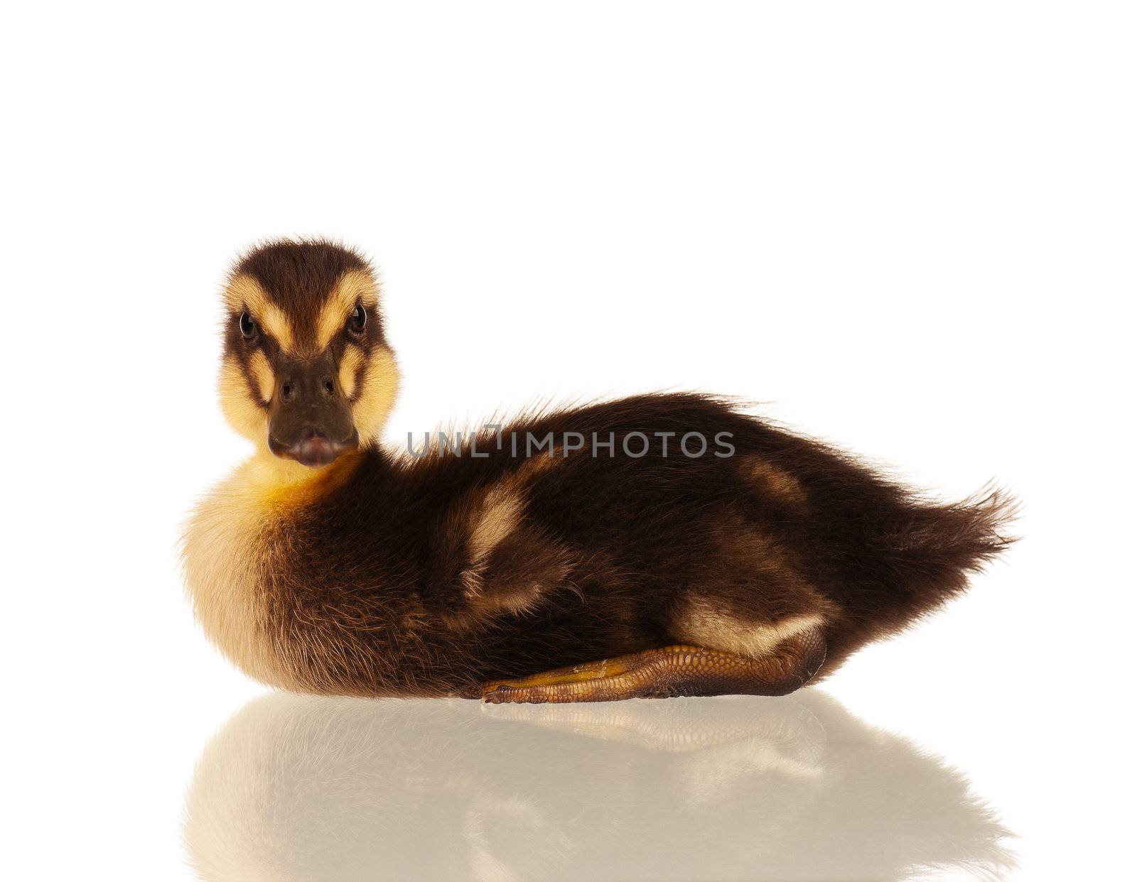 Domestic duckling by fotostok_pdv