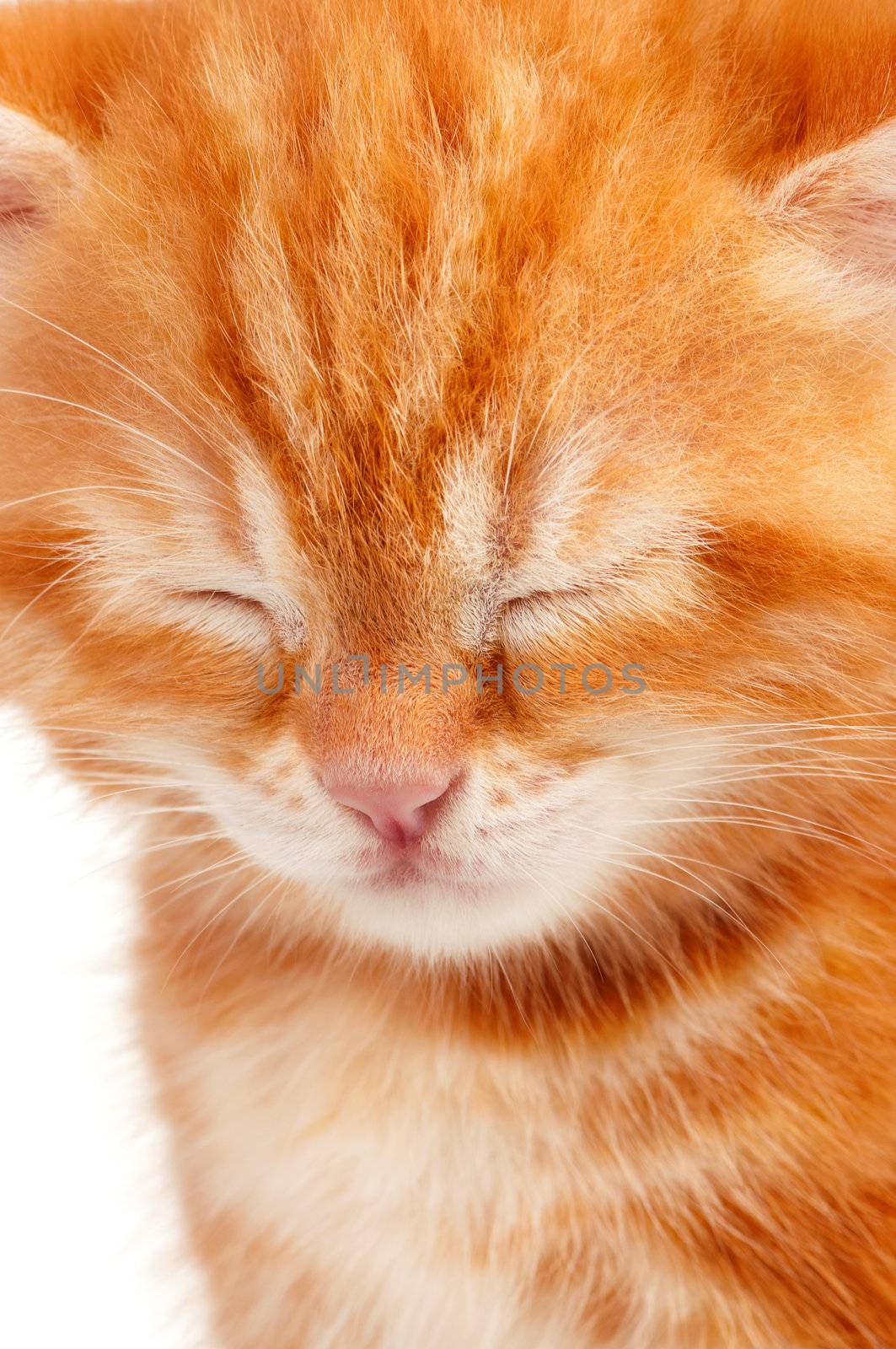 Cute little red kitten isolated on white background