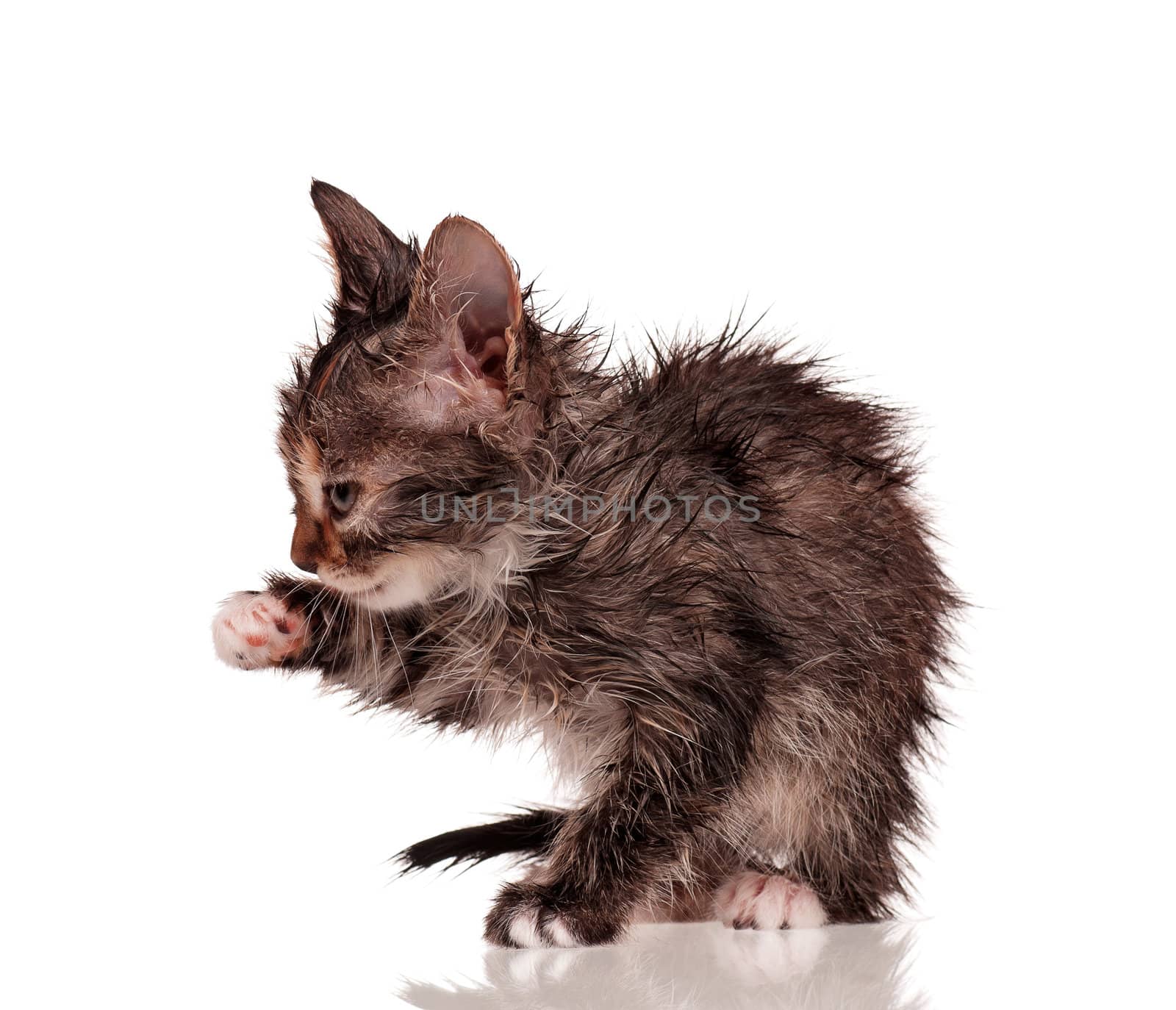 Wet little kitten isolated on white background