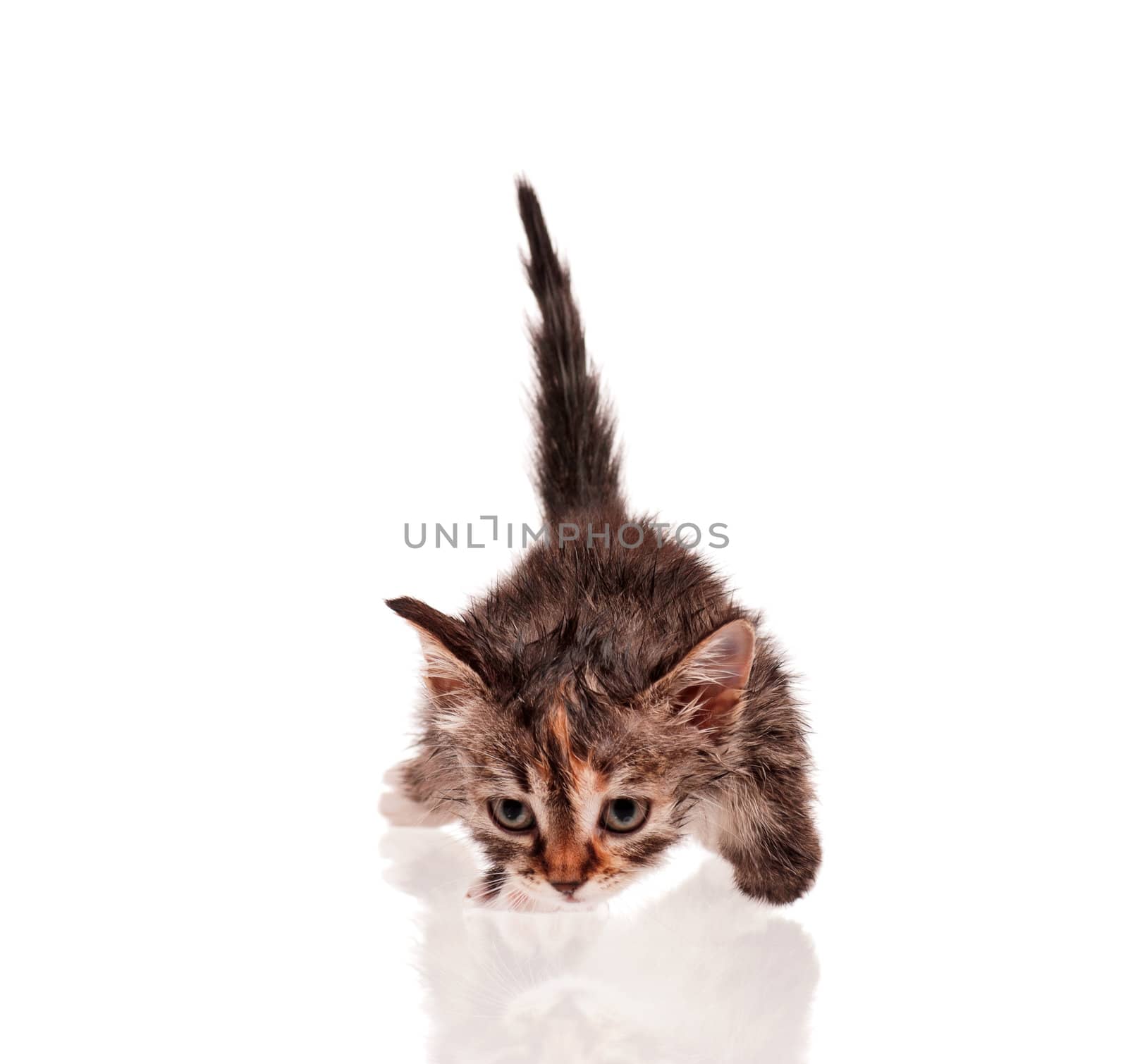 Wet little kitten isolated on white background