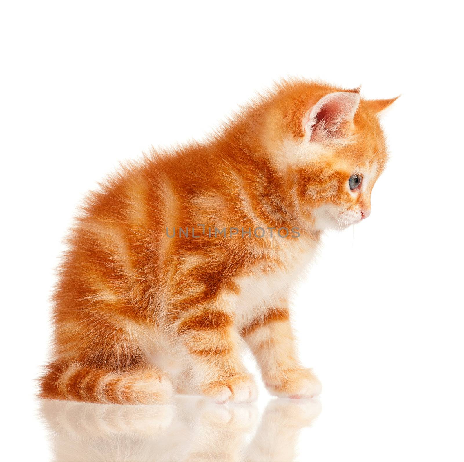 Cute little red kitten isolated on white background