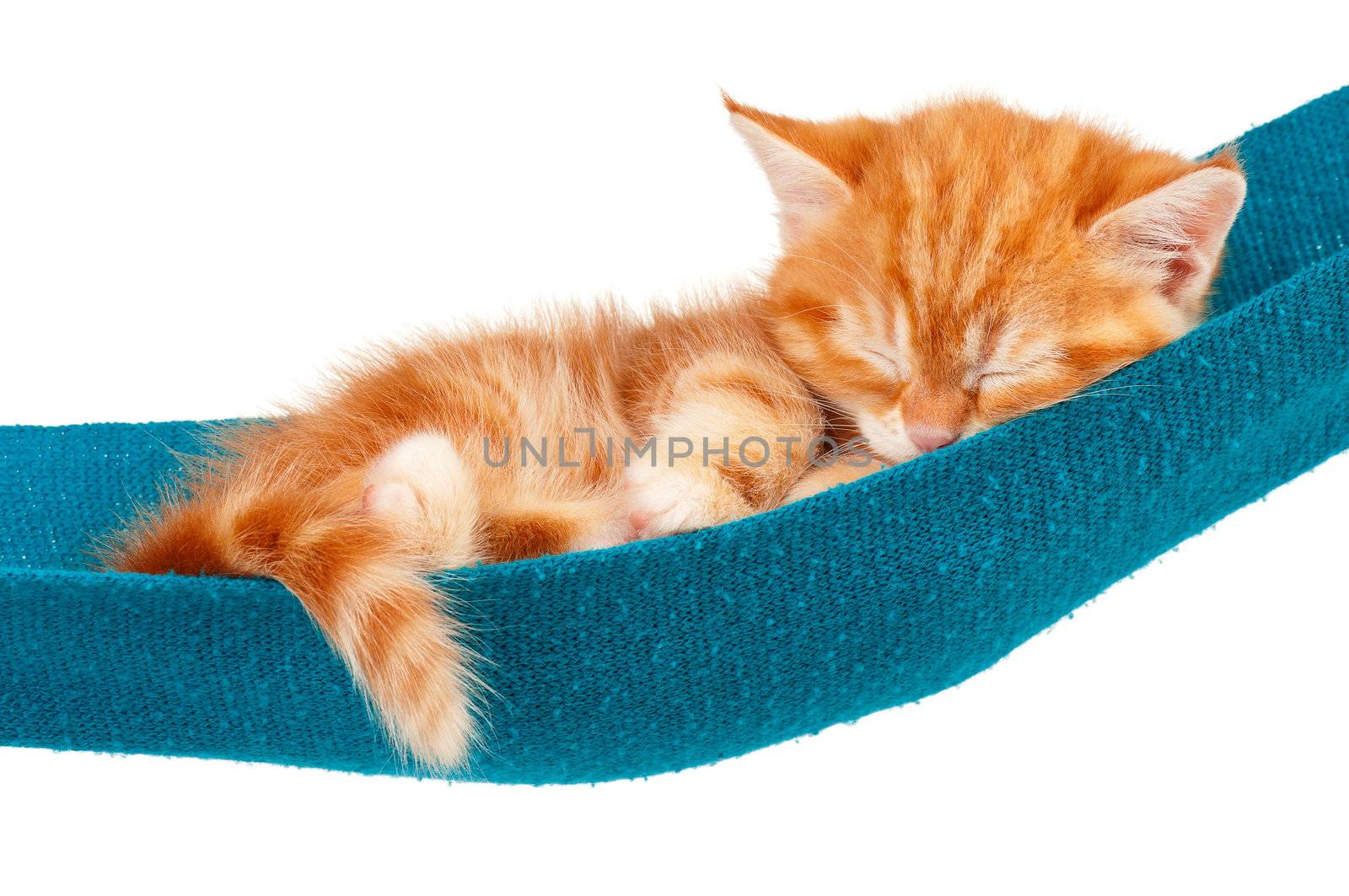 Cute little red kitten in a hammock  isolated on white background