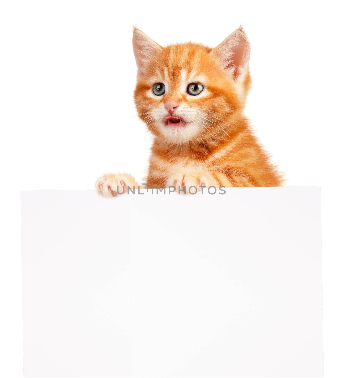 Cute little red kitten with empty board isolated on white background