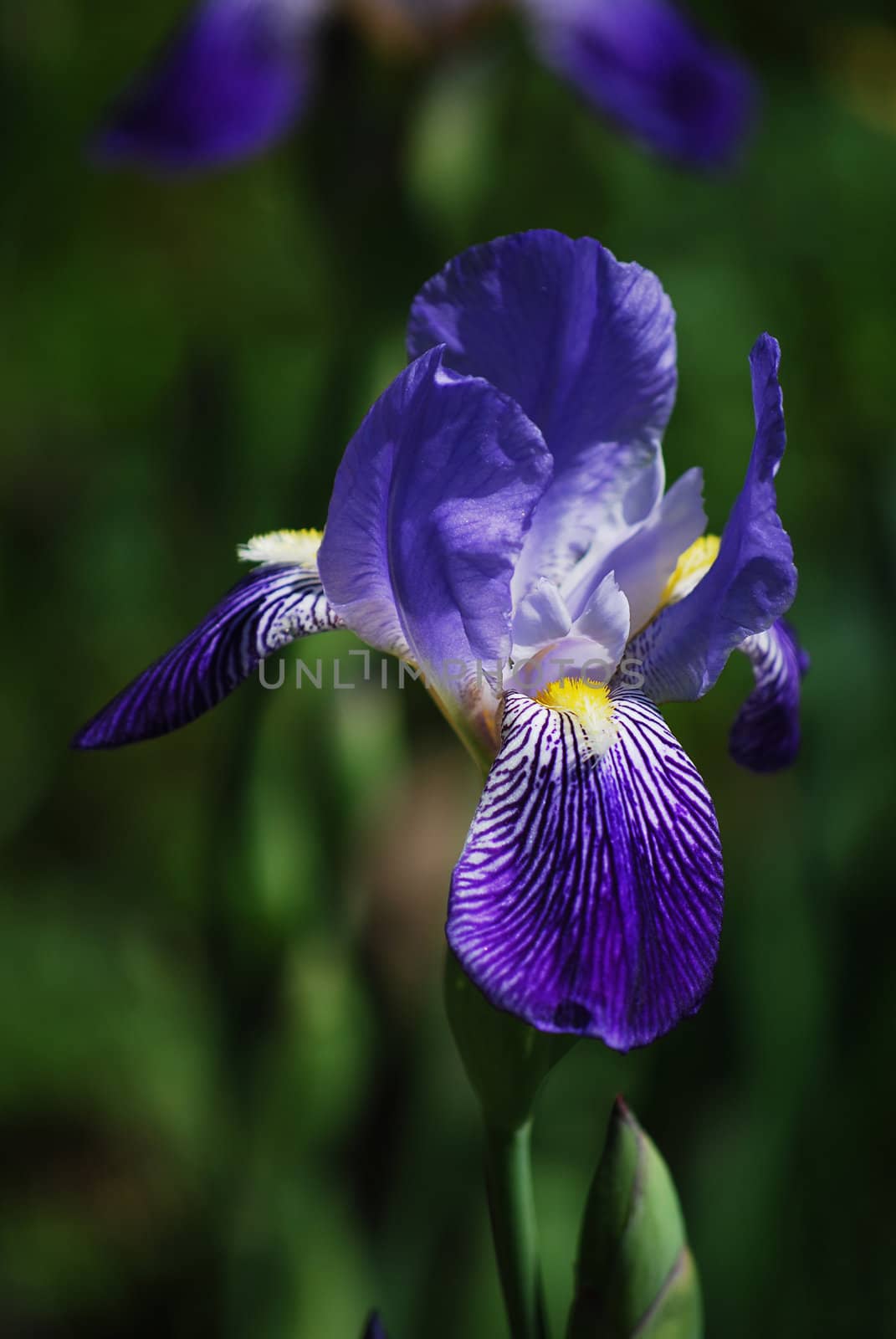 blue iris