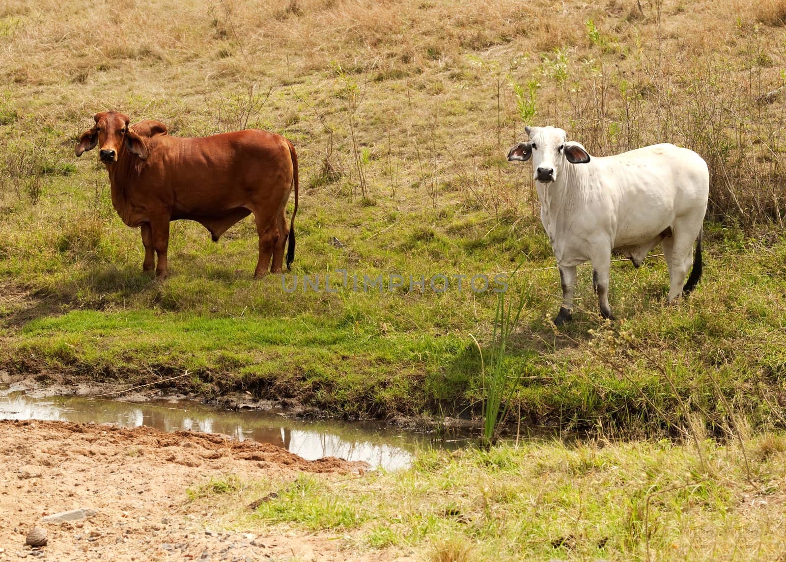 Brahman Brown and White Cows by sherj