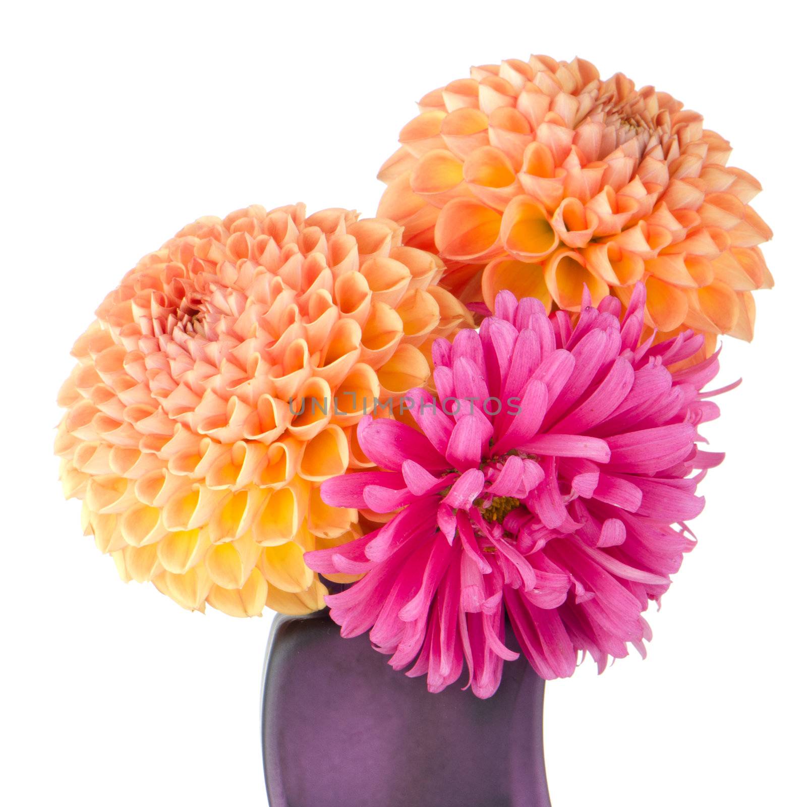 Three dahlias in purple glass vase isolated on white background.