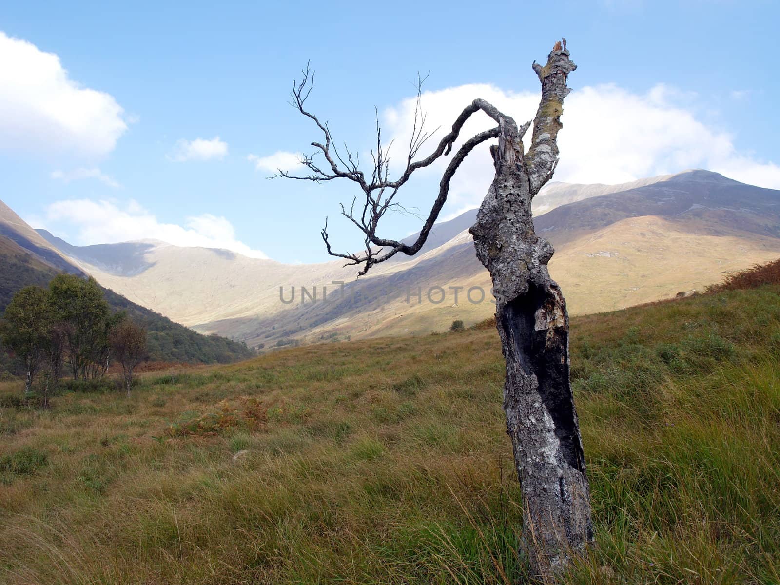 Burnt tree on a hill