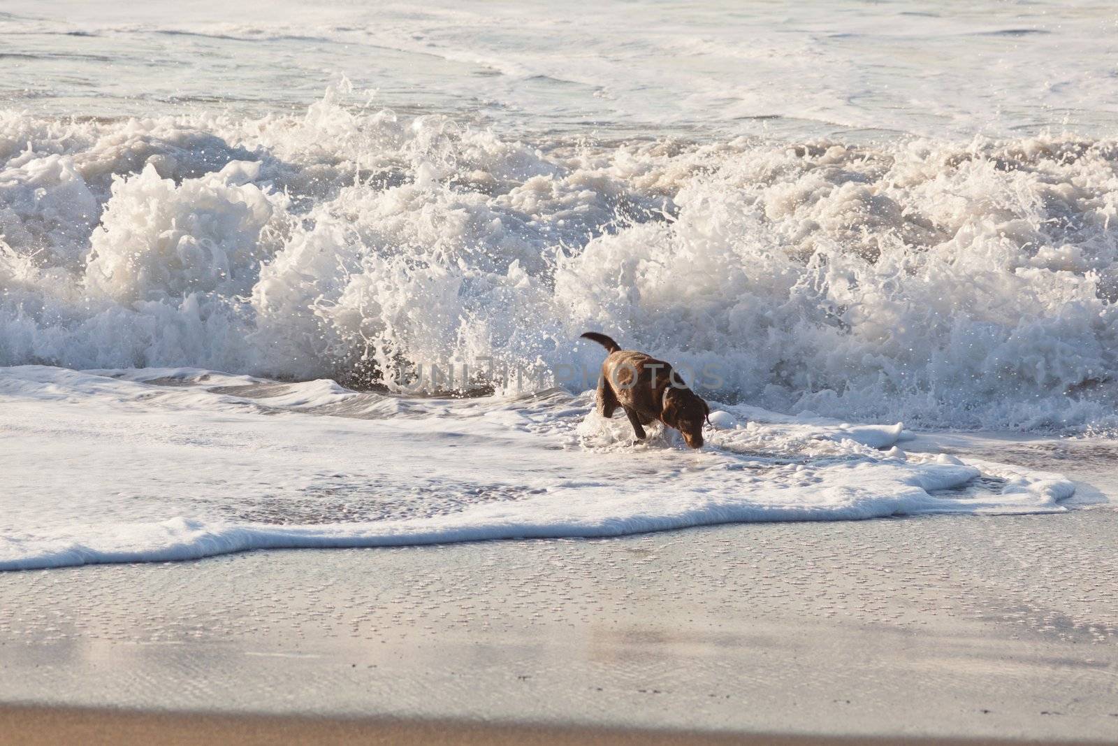 Brown labrador playing in water on the beach.