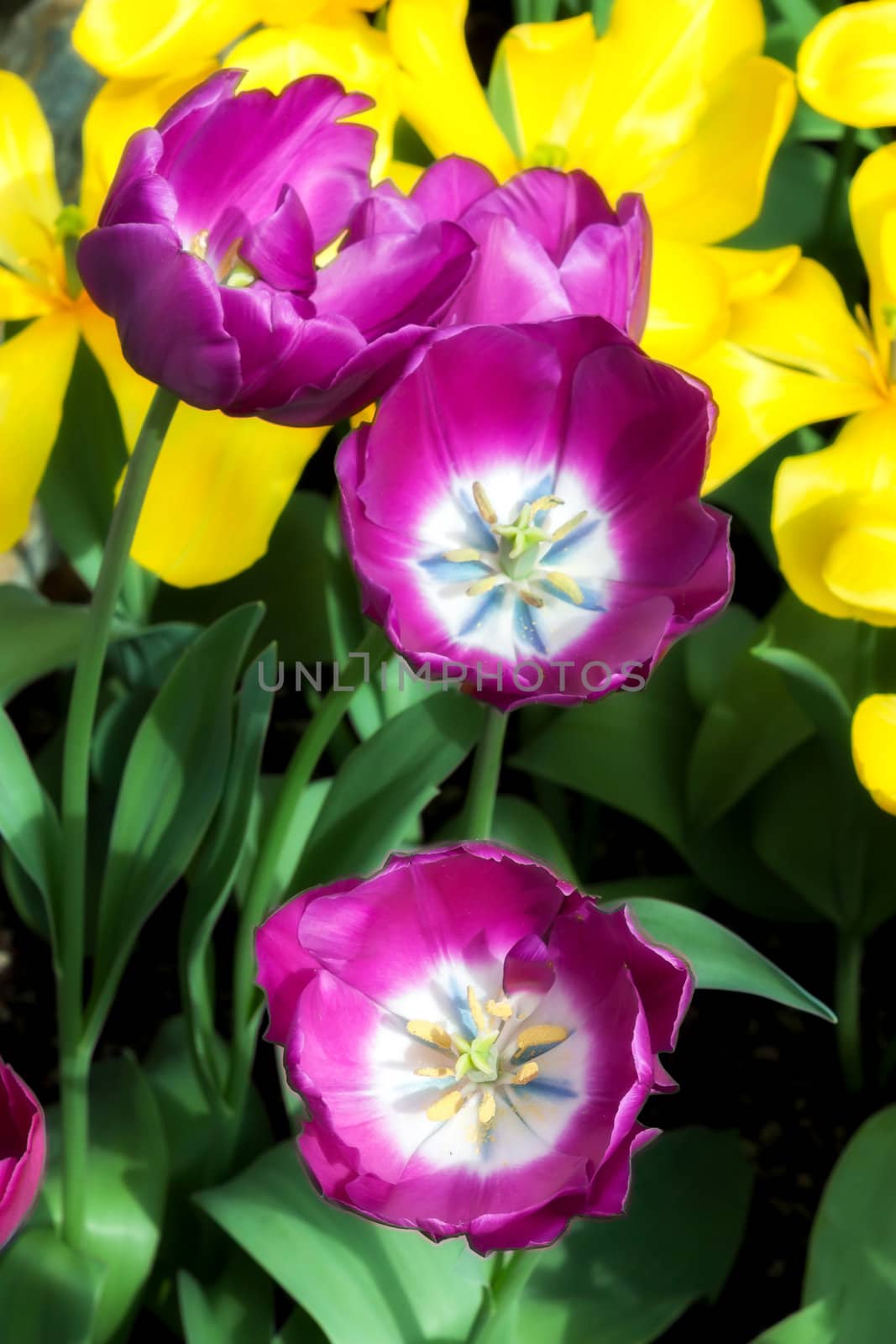 A Grouping of Brilliant Purple Tulips in Spring.