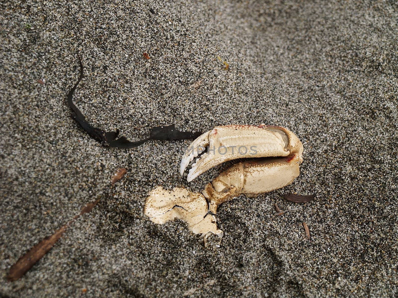 Dead crab on the shores by anderm