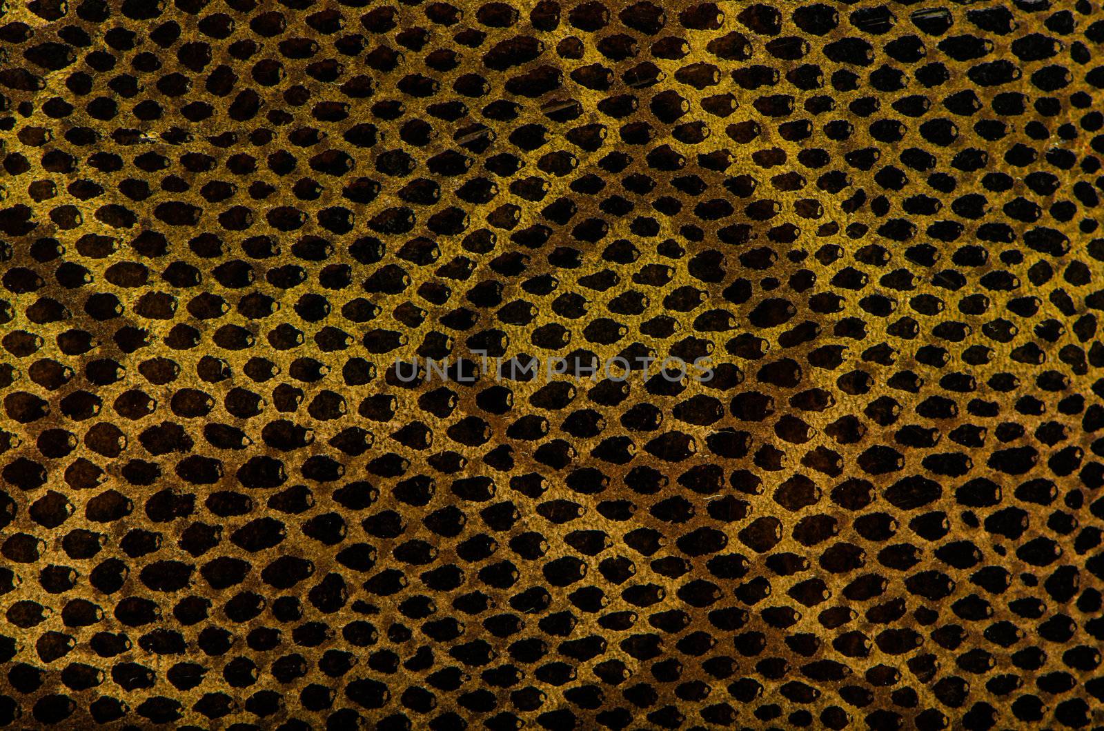 Closeup of snake Skin Leather Texture.