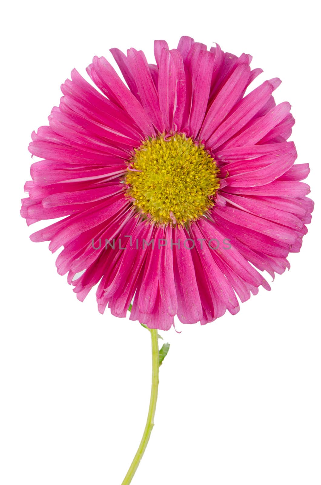 Pink daisy flower isolated on white background.