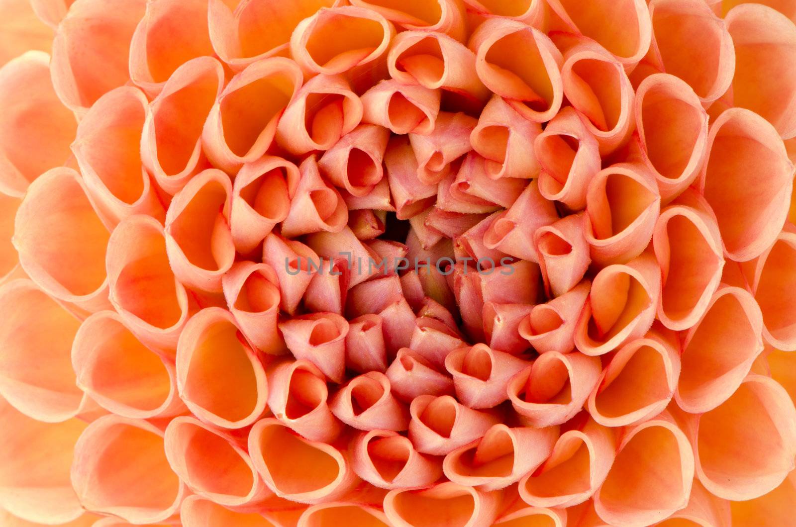 Beautiful orange and yellow dahlia flower closeup.