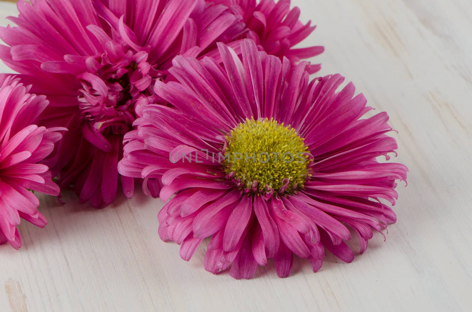 Pink daisy flowers on white painted wood background.