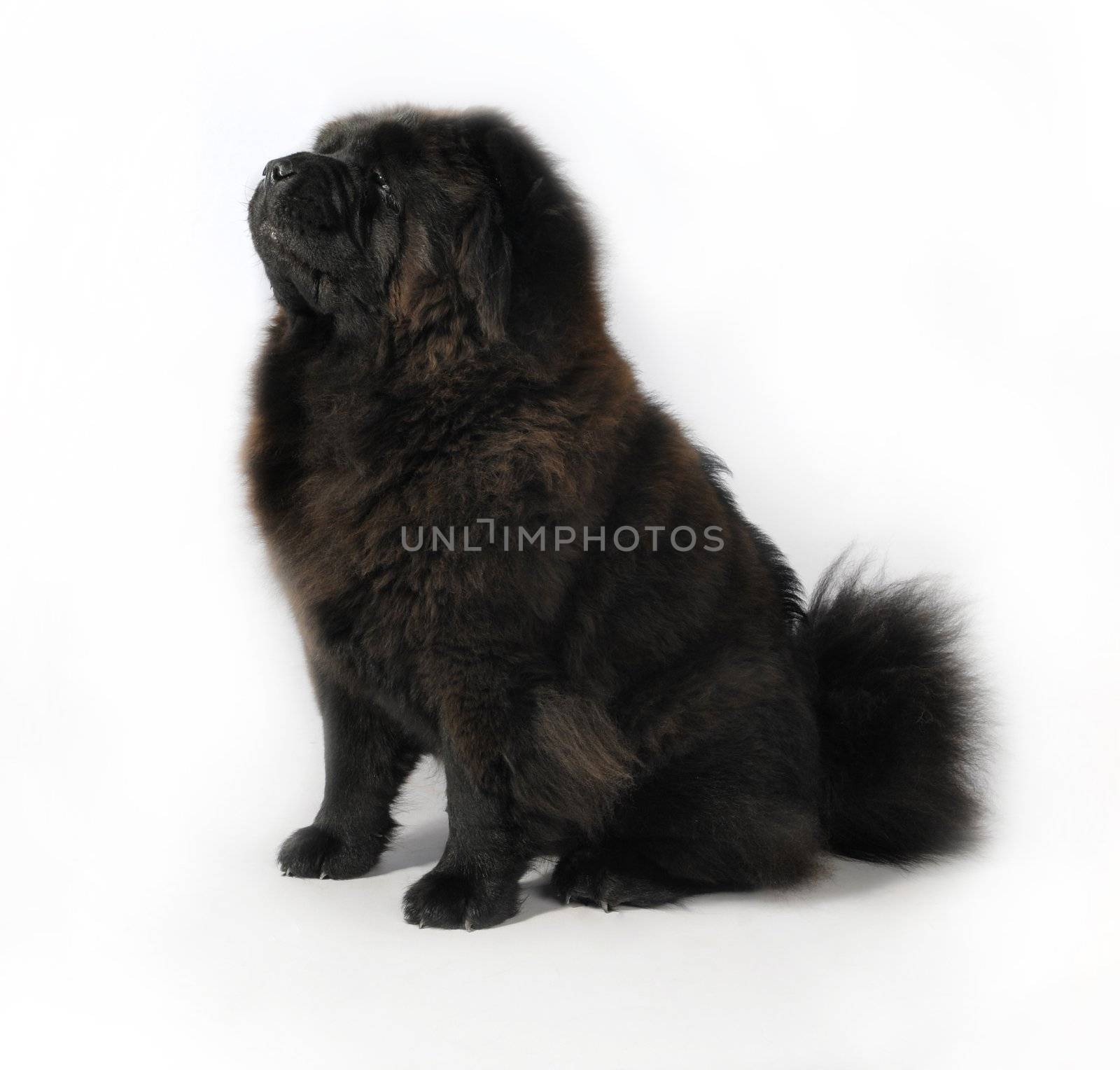 Black Chow-Chow in studio on white background